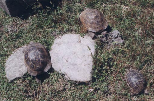 Testudo graeca ibera, Turkey