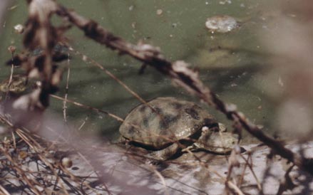 Emys orbicularis hellenica (?), Turkey